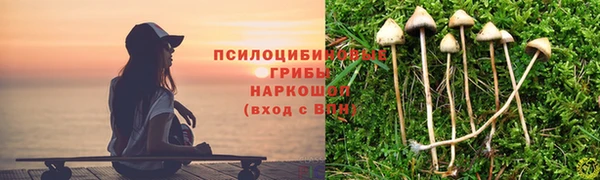 прущие грибы Вязники